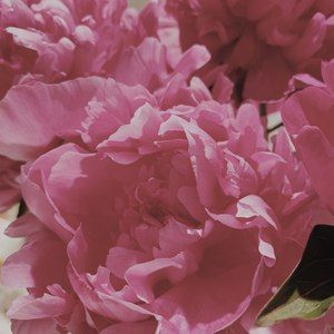 Meet your Posher, Mindy